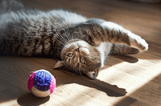 Katt leker med en boll